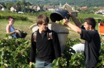 Vendanges 2013 en Bourgogne