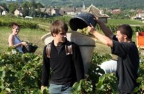 Des vendanges 2012 dans la norme