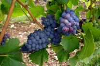 Vendanges 2012 en Bourgogne