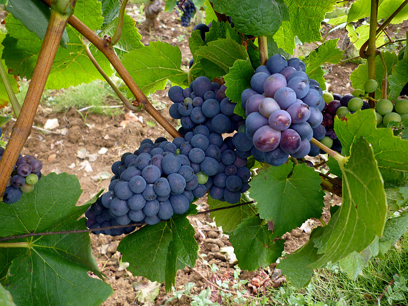 Influence Chrétienne : VERGERS ET JARDINS DANS L’UNIVERS MÉDIÉVAL Vendange_bourgogne_2012